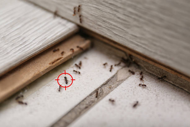 Trusted Grace, ID Pest Control Experts
